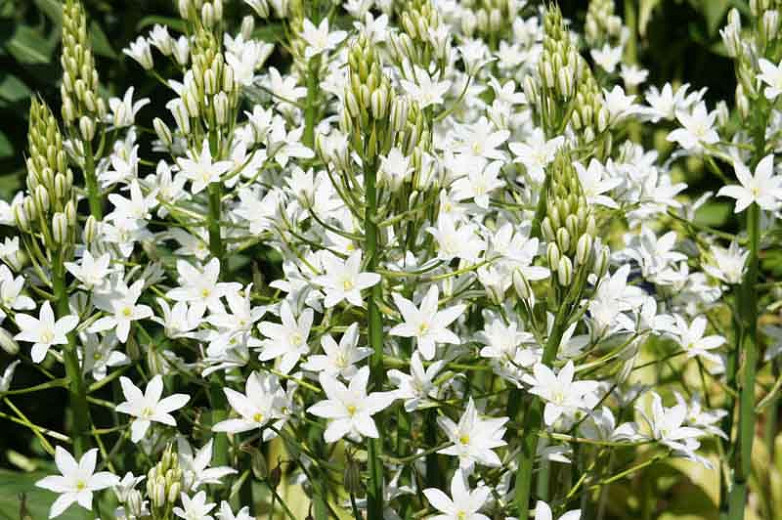 Ornithogalum magnum, Star of Bethlehem, White flowers, Summer Bulb, Summer Flowers